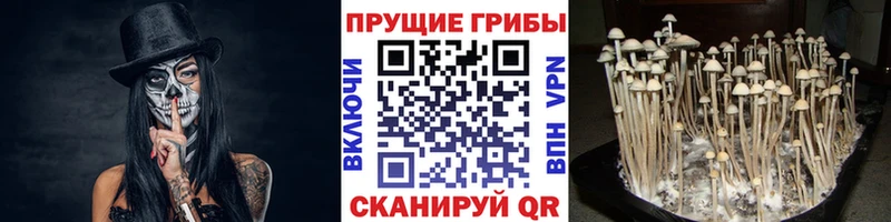 Галлюциногенные грибы мицелий  Пошехонье 
